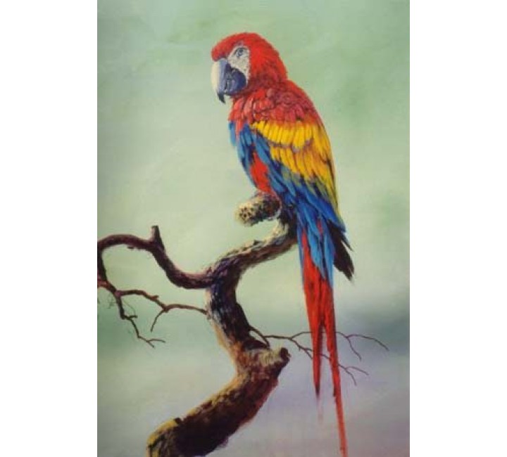 8937 MACAW